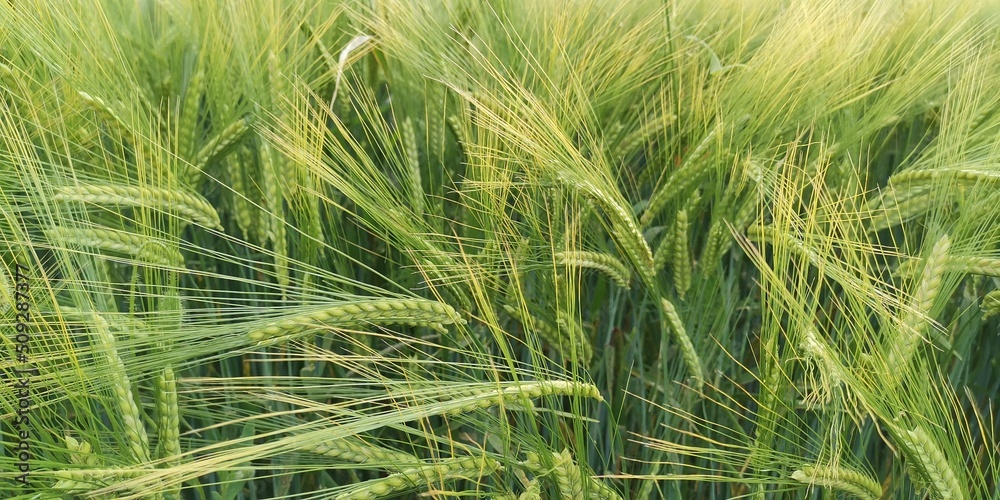 green wheat field green wheat field