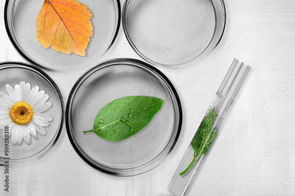 Plant in petri dish and transparent podium with blank space in laboratory background for plants advertising Plant in petri dish and transparent podium with blank space in laboratory background for plants advertising