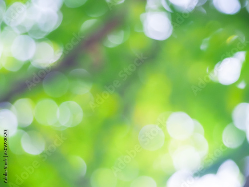blur of green nature Use it for background images, designs and card making.