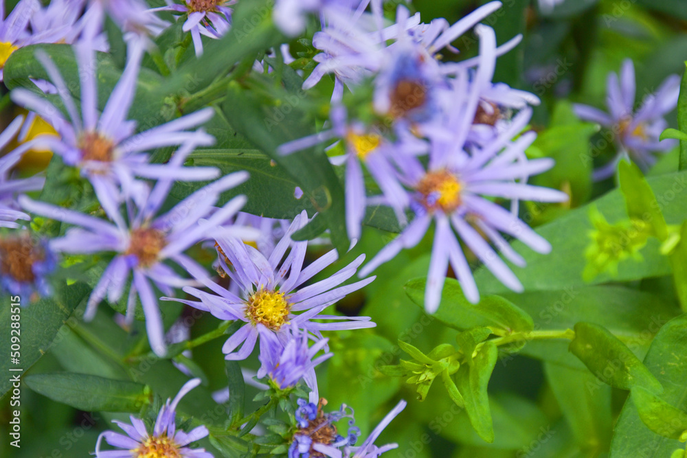purple flower soft light blooming beauty nature in garden. purple flower soft light blooming beauty nature in garden.
