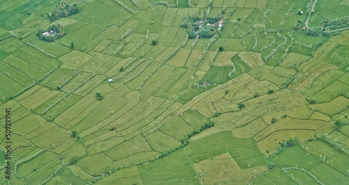 Rice field puzzle. a series of rice fields from above is like a giant puzzle that is beautifully arranged 