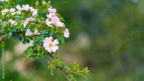 Natural background with flowering rosehip branches