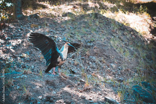 austral bandurria spreading its wings photo