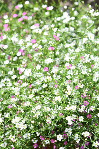 かすみ草　ジプシーミックス