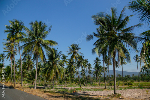 Coconut plantation in tropical plantation
