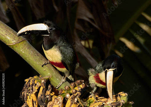 toucan on a tree