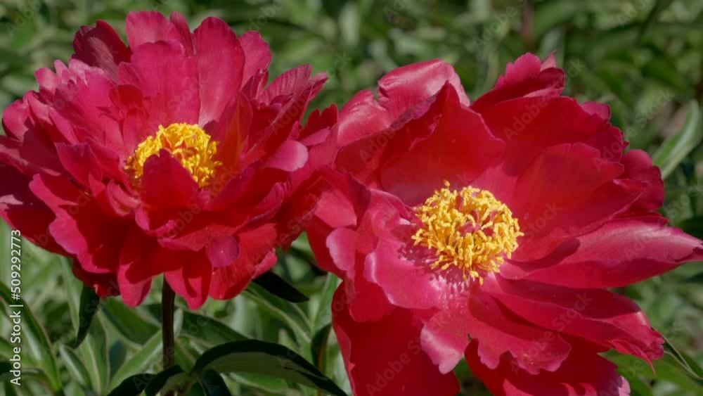 Video clip red blooming peony close-up vegetative moving background Video clip red blooming peony close-up vegetative moving background