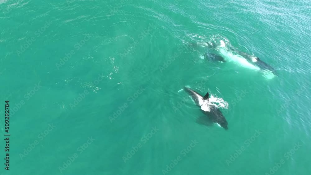 Dramatic aerial view landscape of flock of Orca killer whale hunting on humpback whale looking for food on horizontal surface on blue sea water. Animal wildlife nature aerial shot, natural background. Dramatic aerial view landscape of flock of Orca killer whale hunting on humpback whale looking for food on horizontal surface on blue sea water. Animal wildlife nature aerial shot, natural background.