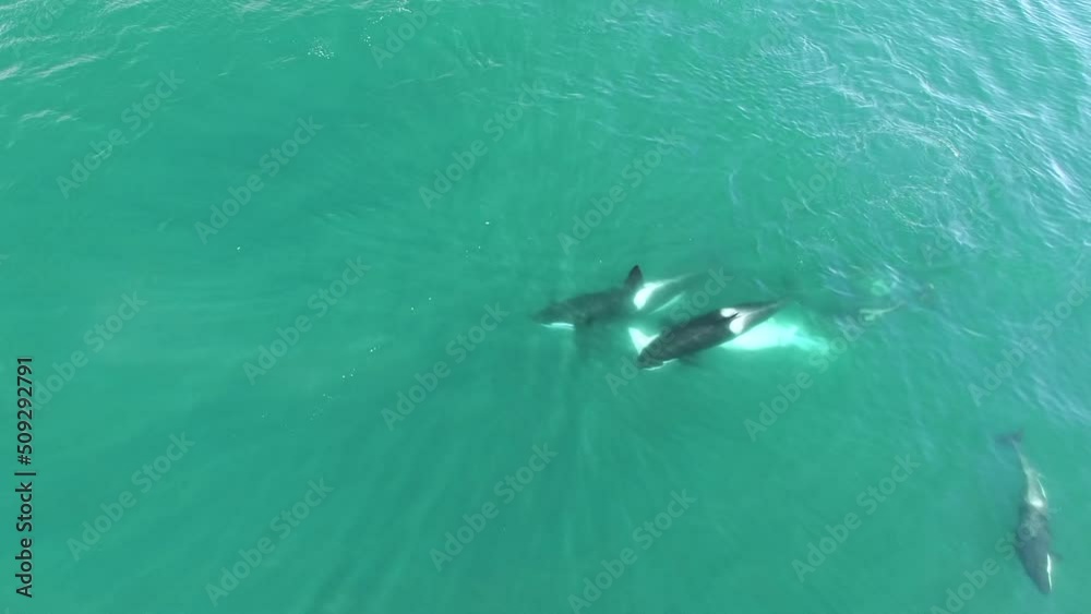Dramatic drone aerial video of family of Orca killer whale hunting on humpback whale looking for food on horizontal surface on blue sea water. Animal wildlife nature aerial shot, natural background. Dramatic drone aerial video of family of Orca killer whale hunting on humpback whale looking for food on horizontal surface on blue sea water. Animal wildlife nature aerial shot, natural background.