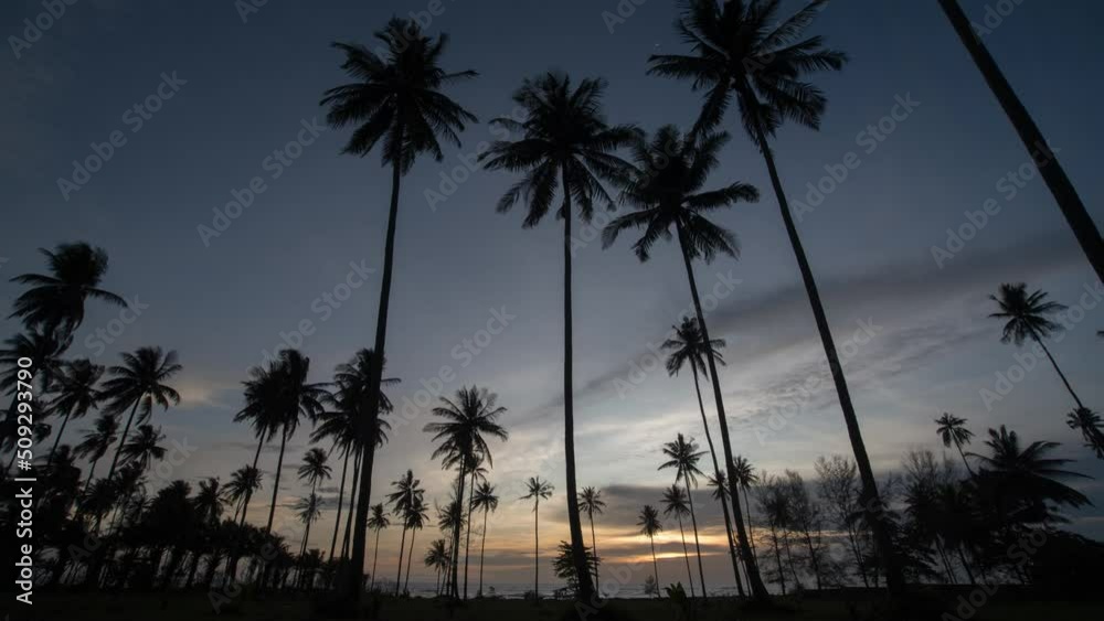 timelapse coconut tree silhouettes with sunset timelapse coconut tree silhouettes with sunset