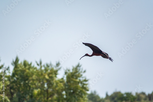 A graceful water bird glossy ibis, latin name Plegadis falcinellus, flying in blue sky