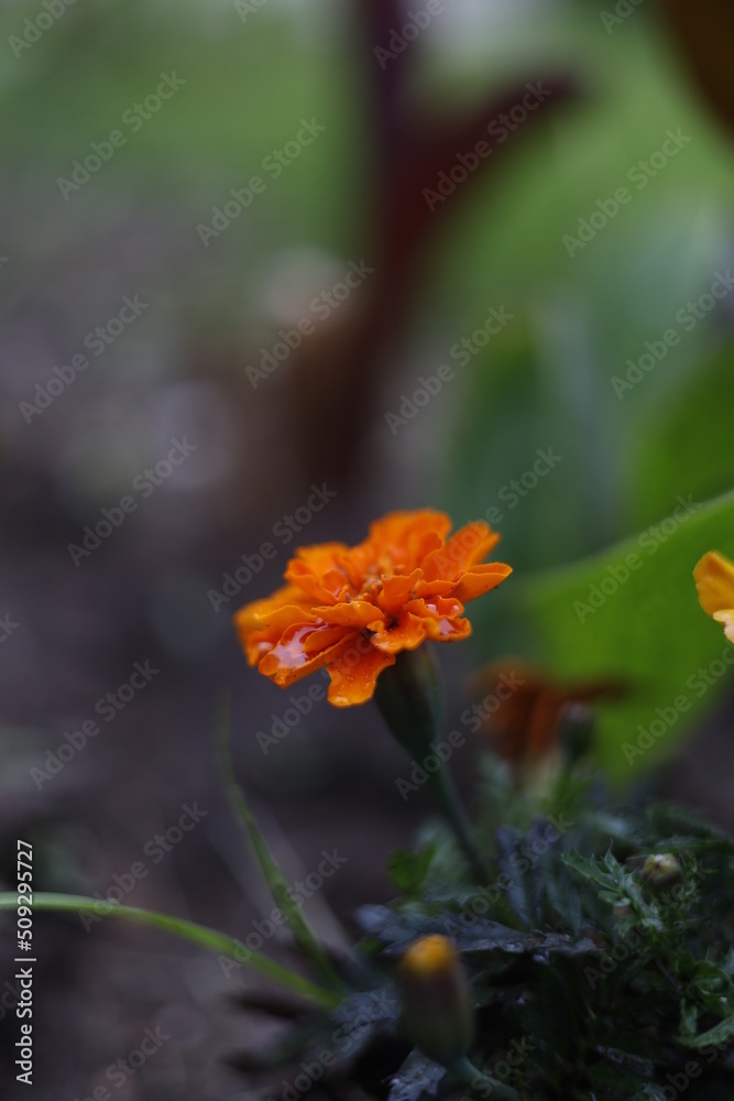 flor mojada flor mojada