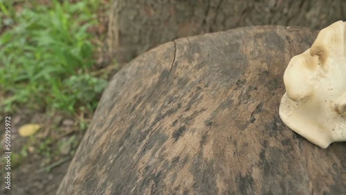 Polypores, big polyporous fungus, grown on cut tree trunk. West Bengal, India. Slow motion footage. photo