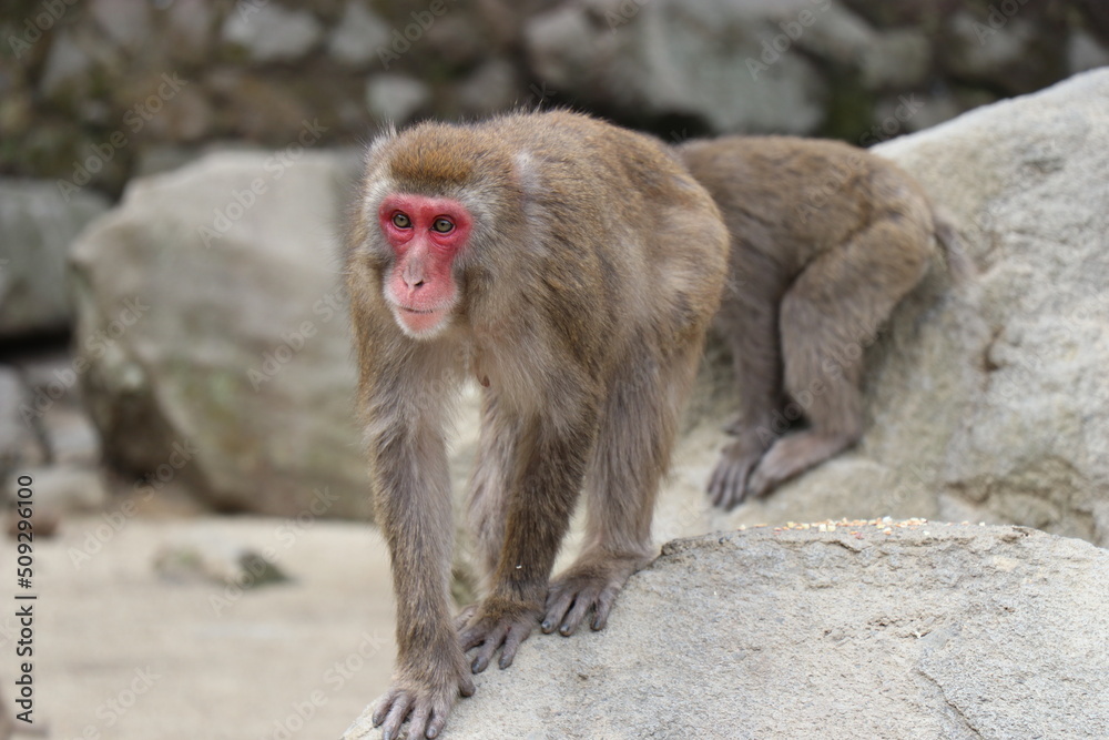 さるの群れ、高崎山自然動物園、大分県 さるの群れ、高崎山自然動物園、大分県