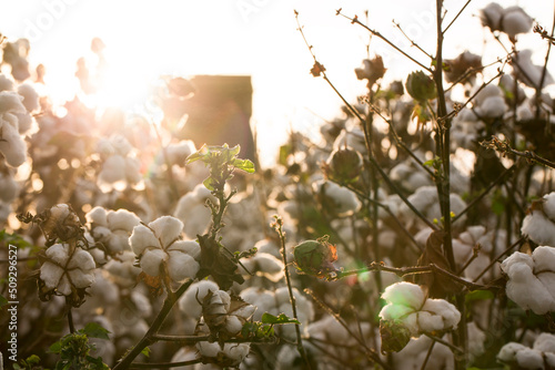 Cotton in a Louisiana Field