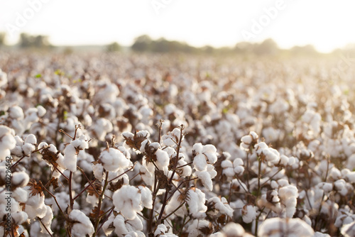 Cotton Field in Louisiana