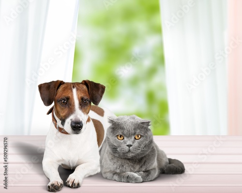 Dog and cat at home. Portrait of two pets looking at camera. © BillionPhotos.com
