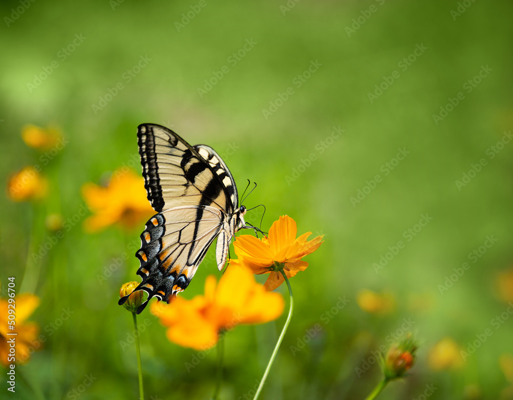 Naklejka premium Eastern Tiger Swallowtail butterfly (Papilio glaucus) feeding on yellow Cosmos flowers in Texas summer. Copy space.