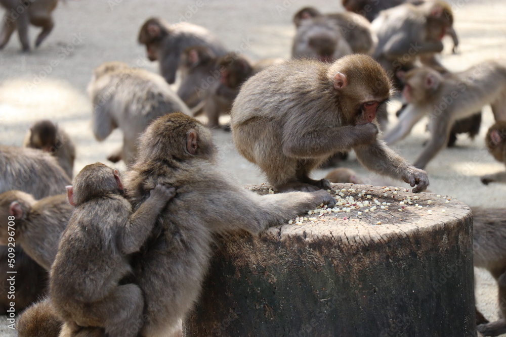 Obraz premium さるの群れ、高崎山自然動物園、大分県