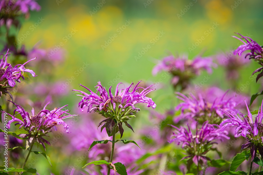 Purple Bee Balm flowers blooming in the garden. Attracts butterflies, bees, hummingbirds, and pollinators. Natural green and yellow background with copy space. Purple Bee Balm flowers blooming in the garden. Attracts butterflies, bees, hummingbirds, and pollinators. Natural green and yellow background with copy space.