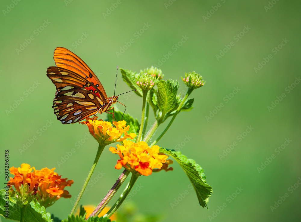 Gulf Fritillary butterfly (Agraulis vanillae) feeding on lantana flowers in Texas summer. Natural green background with copy space. Gulf Fritillary butterfly (Agraulis vanillae) feeding on lantana flowers in Texas summer. Natural green background with copy space.
