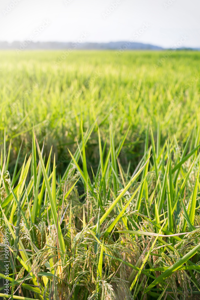 Obraz premium Rice Plants in a Louisiana Field
