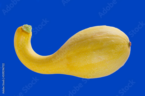 Crooked Neck Squash
