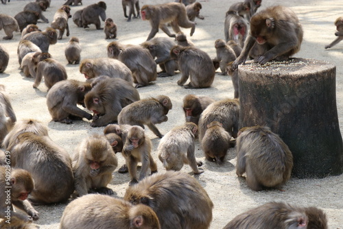 さるの群れ、高崎山自然動物園、大分県 © おたどん