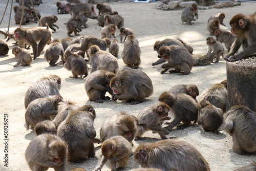 さるの群れ、高崎山自然動物園、大分県 © おたどん