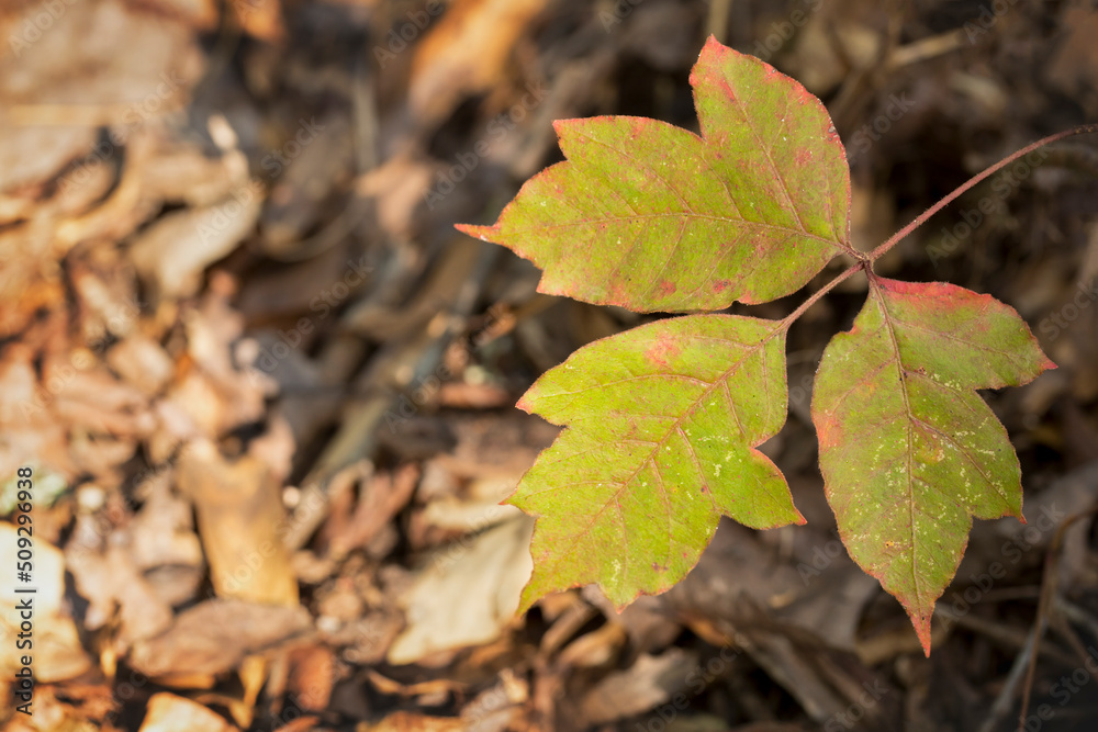 Poison Ivy Plant in Forest Poison Ivy Plant in Forest