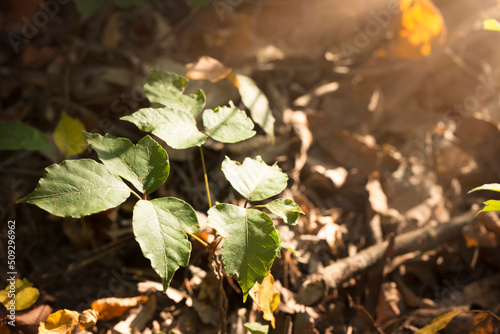 Εκτύπωση καμβά Poison Ivy Plant in Forest