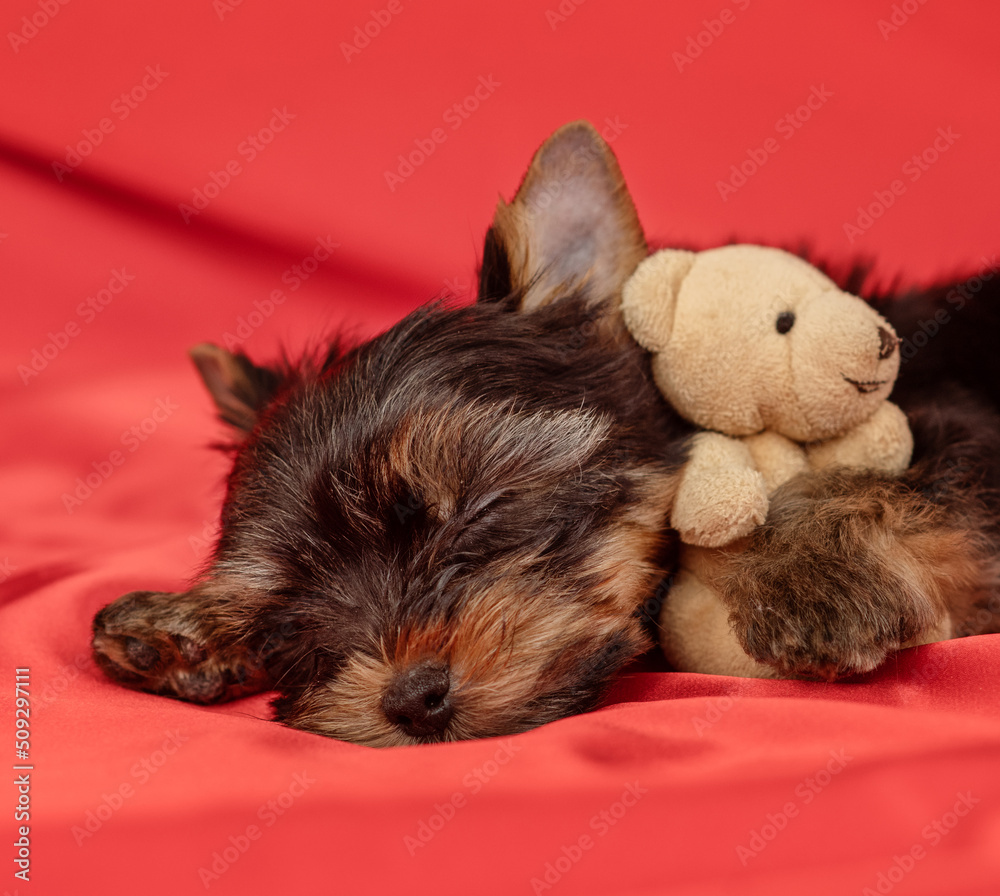 York terrier puppy lying on a red background York terrier puppy lying on a red background