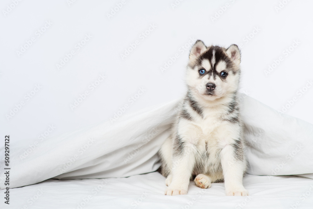 A small blue-eyed husky puppy lying under a blanket at home and laying his head on the bed with his paws outstretched. Stretched panoramic image for banner