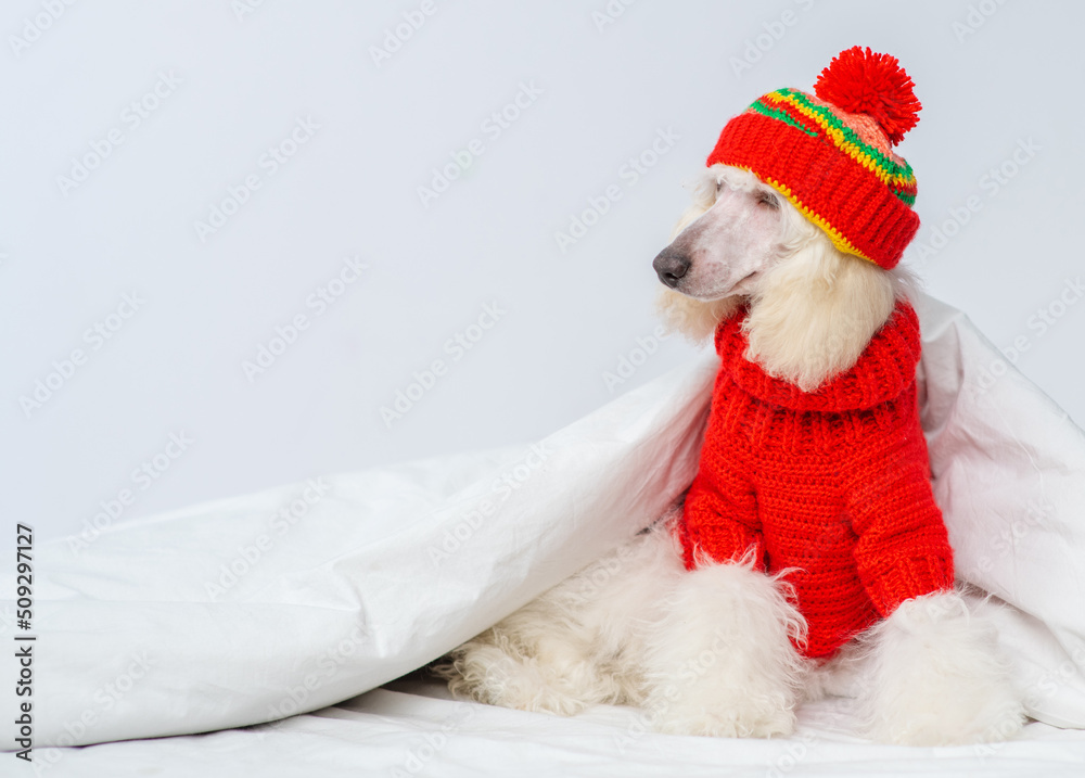 A white poodle dog sitting on a bed under a blanket with a red knitted sweater and a hat with a ponpon. Stretched panoramic image for banner