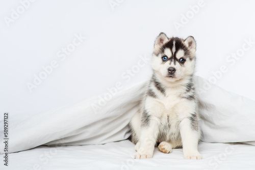 Fotografia A small blue-eyed husky puppy lying under a blanket at home and laying his head on the bed with his paws outstretched