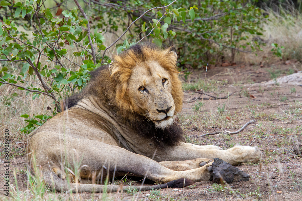 A male African lion isolated in the wild