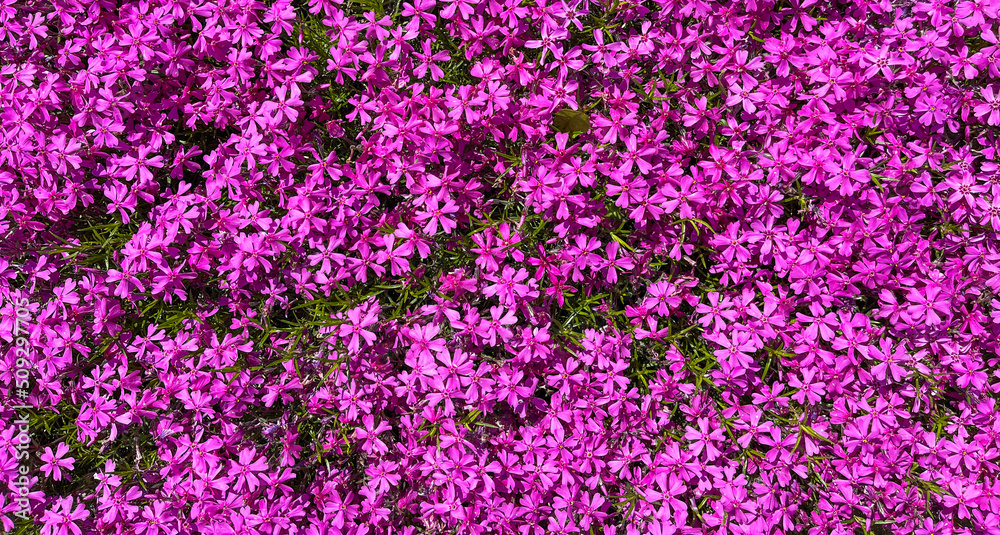 Naklejka premium Background of purple flowers Phlox in spring