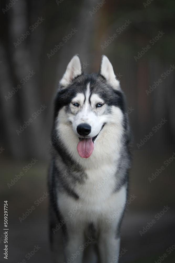 Siberian Husky dog