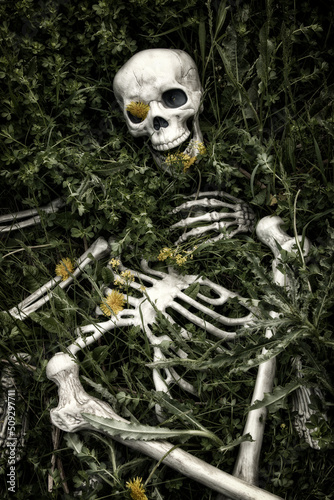 Human skeletal bone remains among the grass, weeds and dandelions of a field meadow. Crime scene or abstract death among beauty and nature.