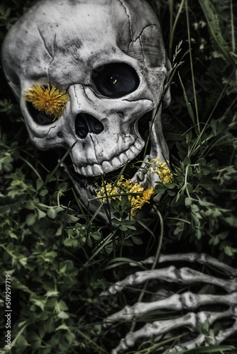Human skeletal bone remains among the grass, weeds and dandelions of a field meadow. Crime scene or abstract death among beauty and nature.