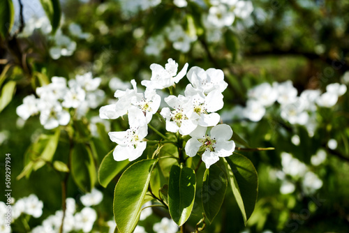 pear blooming in the garden in spring