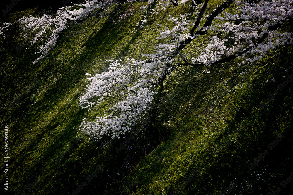 桜　凛とした風景　妖艶　美しさ　静寂　暖かさ　光　春　和風　オリエンタル　瞑想　精神　瞑想