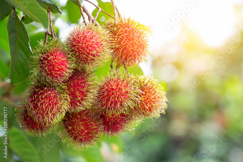 Thai Fruit, Rambutan on the tree in the garden and rambutan is a tropical fruit sweet taste photo