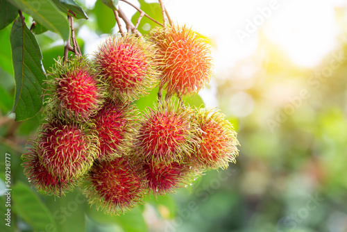 Thai Fruit, Rambutan on the tree in the garden and rambutan is a tropical fruit sweet taste