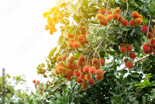 Thai Fruit, Rambutan on the tree in the garden and rambutan is a tropical fruit sweet taste photo