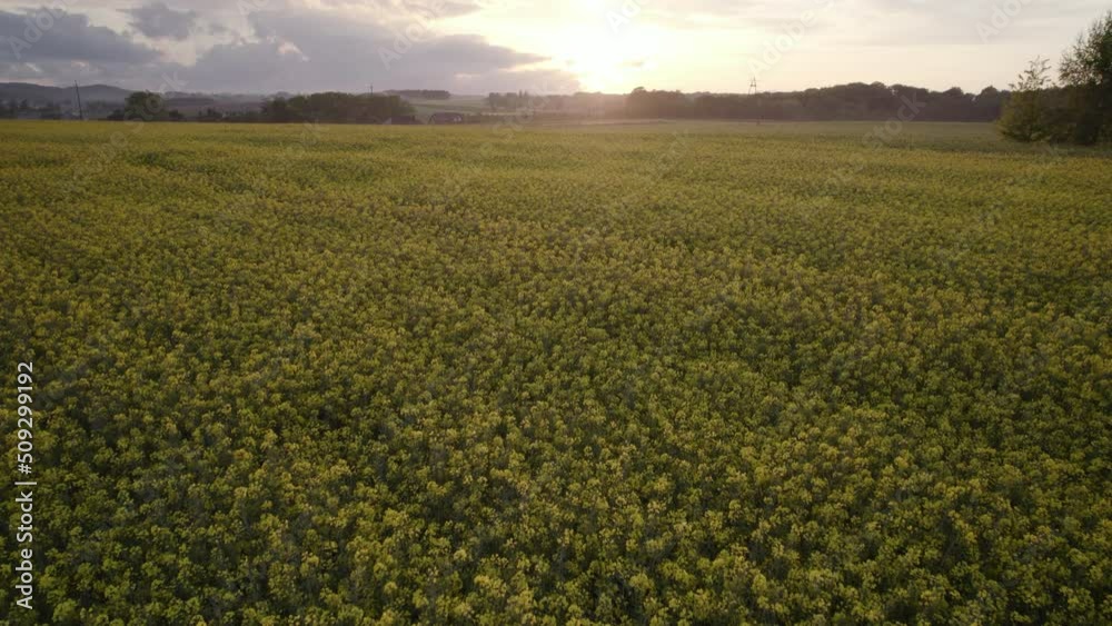 Rapeseed field in the village. Aerial view of a flowering canola field on a sunny day. Drone footage of the agricultural industry Rapeseed field in the village. Aerial view of a flowering canola field on a sunny day. Drone footage of the agricultural industry