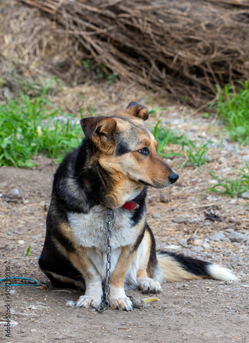 a close-up with a chained dog