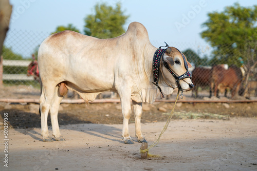 Beautiful cow or buffalo is standing for sale in the market for the sacrifice feast of Eid © Umair