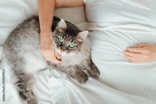 Gray fluffy cat looking at camera and lying on bed with woman. Top view senior woman's hand hugging green eyed pet while resting in bedroom in morning. Selective focus on animal's face