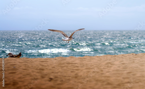 Billede på lærred Seagull colony on the sand of the beach